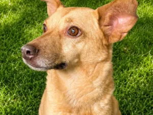 Cachorro raça SRD-ViraLata idade 6 ou mais anos nome Loirinha 