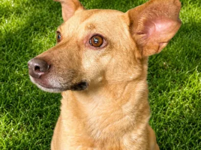 Cachorro raça SRD-ViraLata idade 6 ou mais anos nome Loirinha 