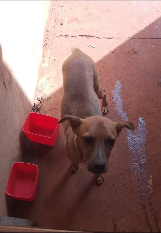 Cachorro raça SRD-ViraLata idade 1 ano nome Natalino