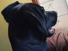 Cachorro raça SRD-ViraLata idade 1 ano nome Bank