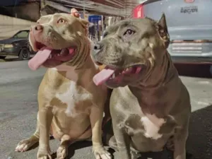 Cachorro raça Pit-Bull idade 3 anos nome Perrolla