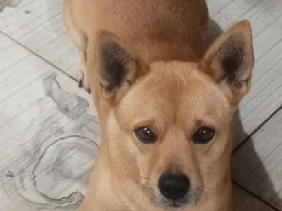 Cachorro raça SRD-ViraLata idade 1 ano nome Magaiver 