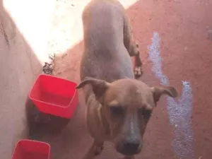 Cachorro raça SRD-ViraLata idade 1 ano nome Natalino