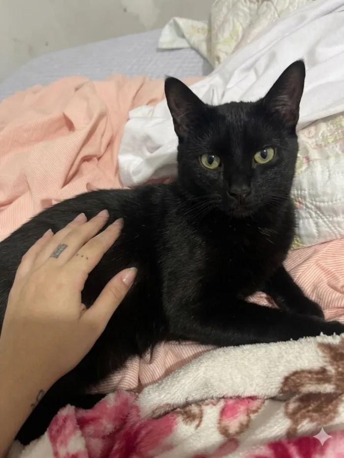Gato raça SRD-ViraLata idade 2 a 6 meses nome Zoie e pandora