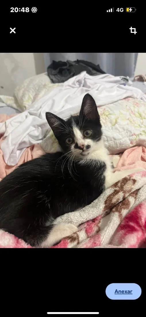 Gato raça SRD-ViraLata idade 2 a 6 meses nome Zoie e pandora