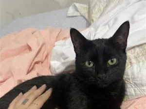 Gato raça SRD-ViraLata idade 2 a 6 meses nome Zoie e pandora