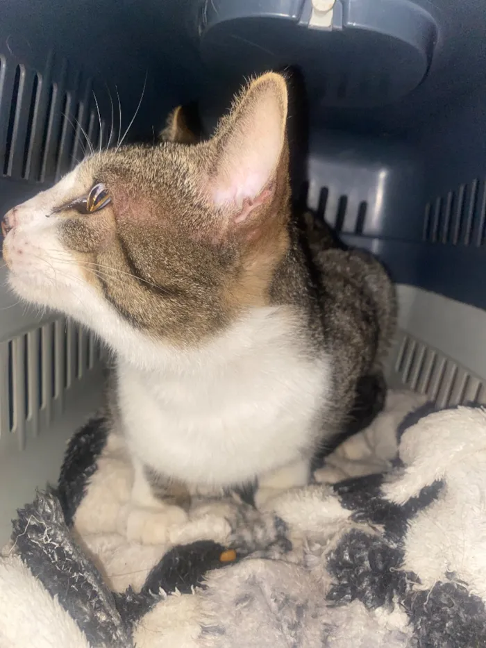 Gato raça SRD-ViraLata idade 2 anos nome Caju