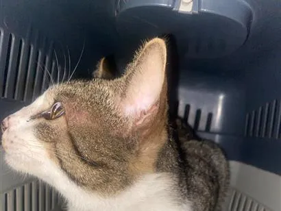 Gato raça SRD-ViraLata idade 2 anos nome Caju