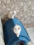 mia e mel