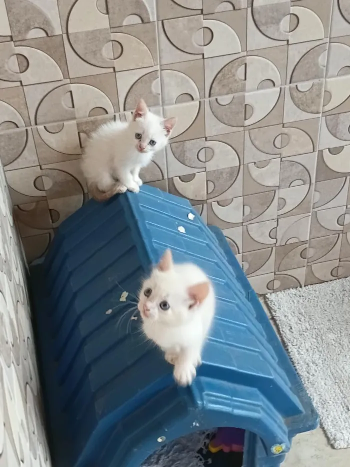 Gato raça SRD-ViraLata idade 2 a 6 meses nome mia e mel