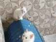 mia e mel