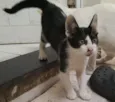Oreo