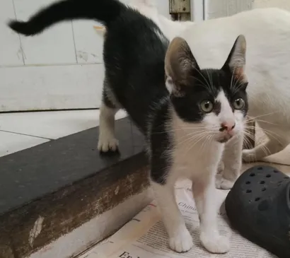 Gato raça SRD-ViraLata idade 2 a 6 meses nome Oreo