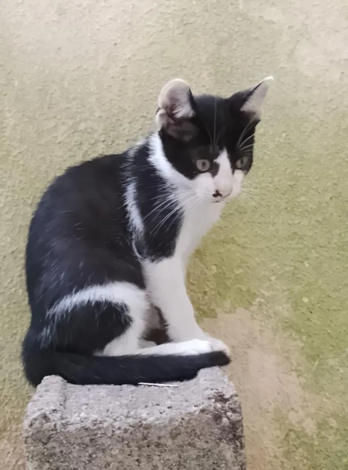 Gato raça SRD-ViraLata idade 2 a 6 meses nome Oreo