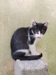 Oreo