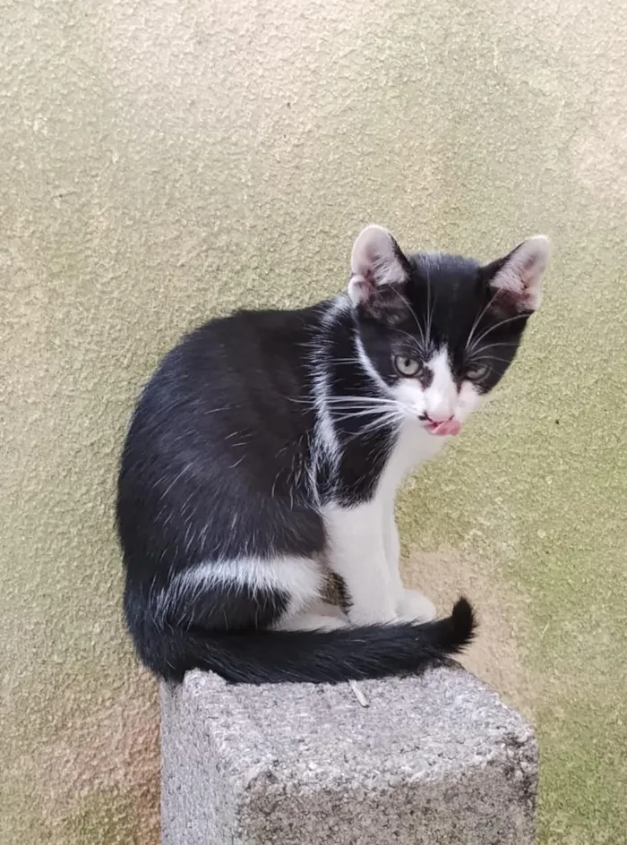 Gato raça SRD-ViraLata idade 2 a 6 meses nome Oreo