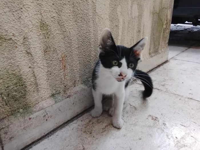 Gato raça SRD-ViraLata idade 2 a 6 meses nome Oreo