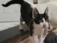 Oreo