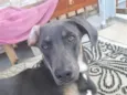 veludo