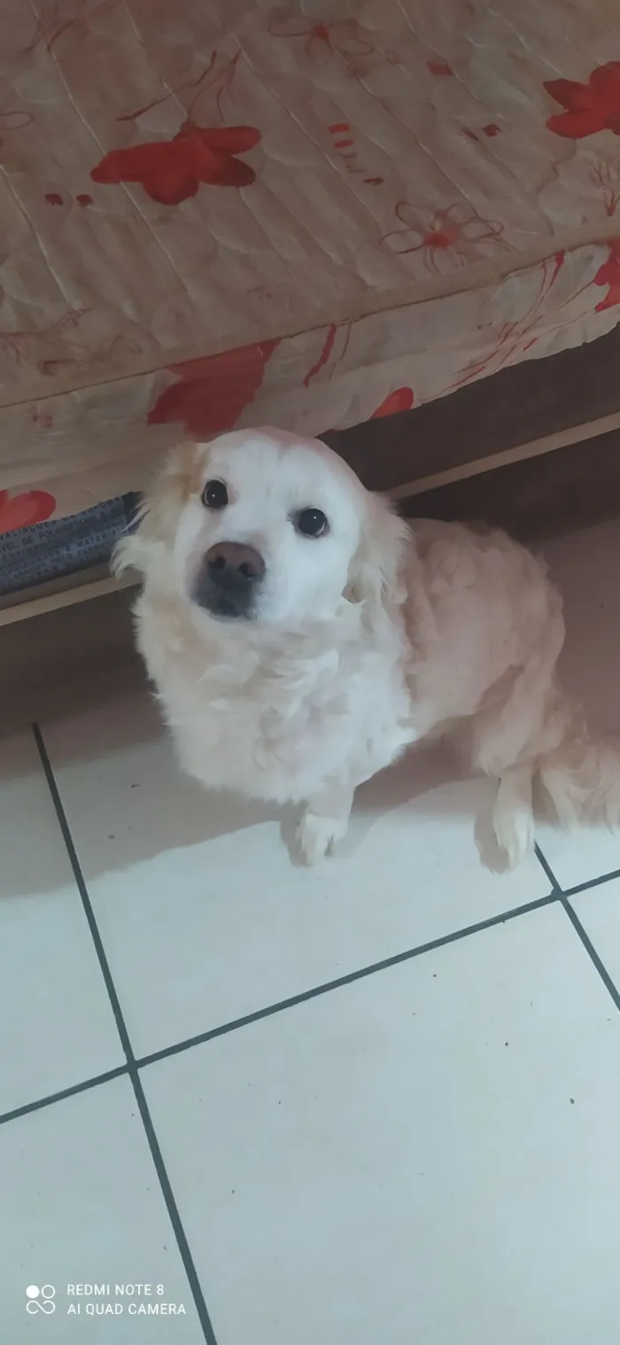 Cachorro raça SRD-ViraLata idade 6 ou mais anos nome Branquinha