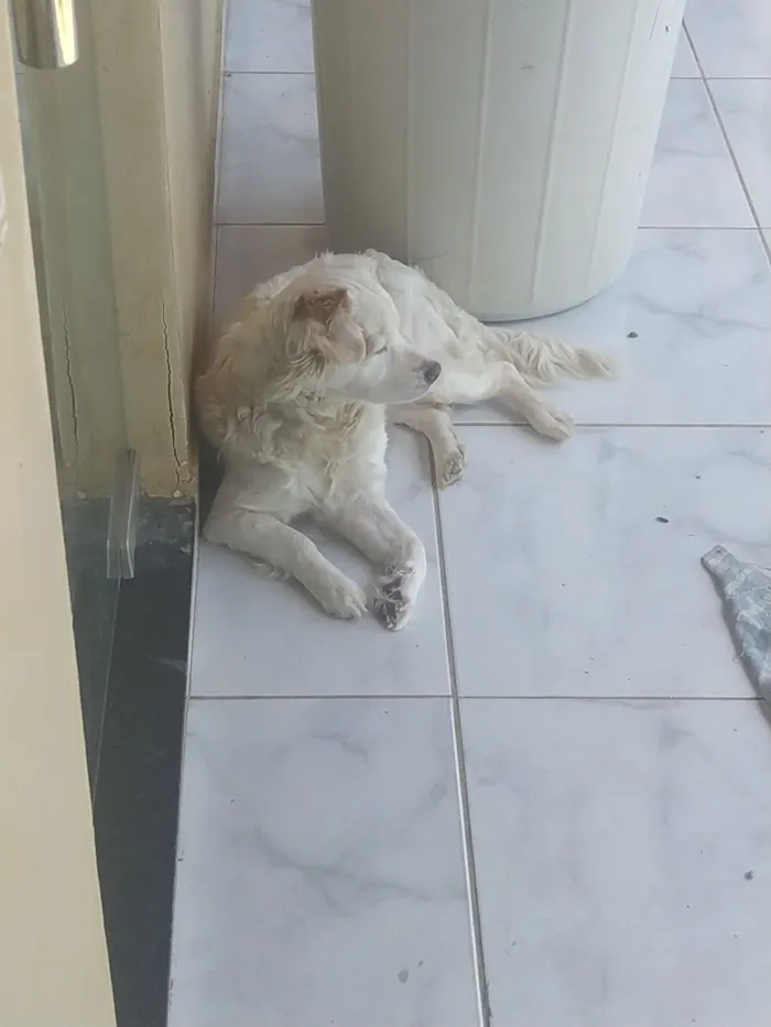 Cachorro raça SRD-ViraLata idade 6 ou mais anos nome Branquinha