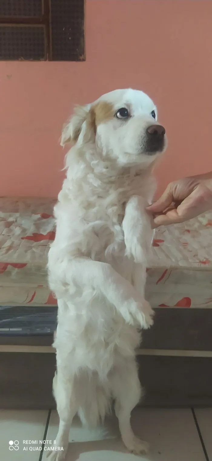 Cachorro raça SRD-ViraLata idade 6 ou mais anos nome Branquinha