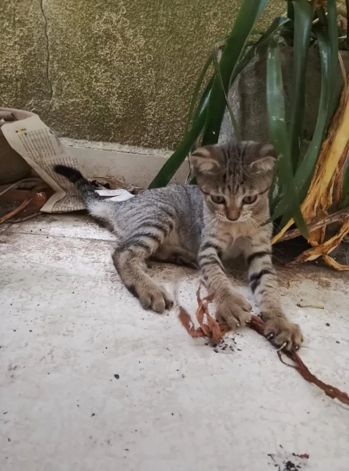Gato raça SRD-ViraLata idade 2 a 6 meses nome Pantufa