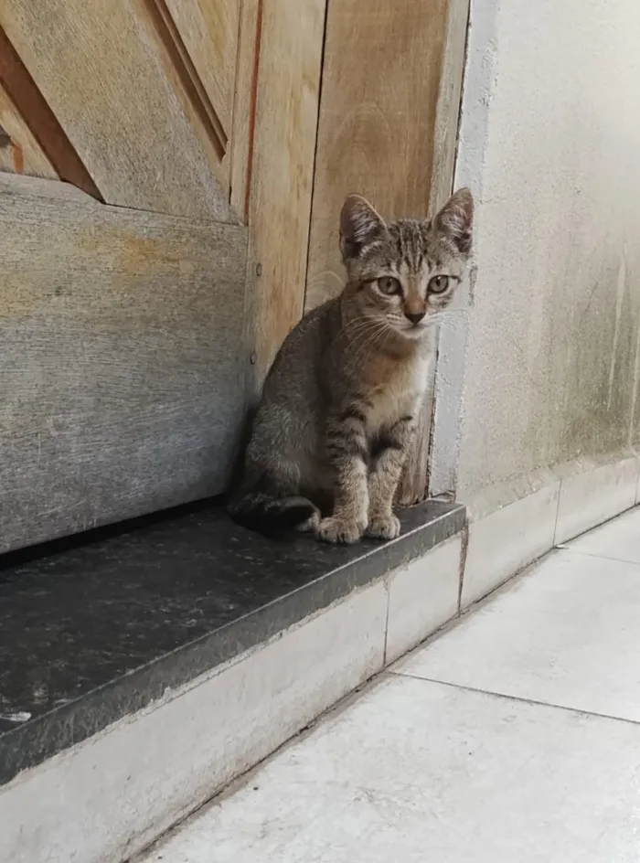 Gato raça SRD-ViraLata idade 2 a 6 meses nome Pantufa
