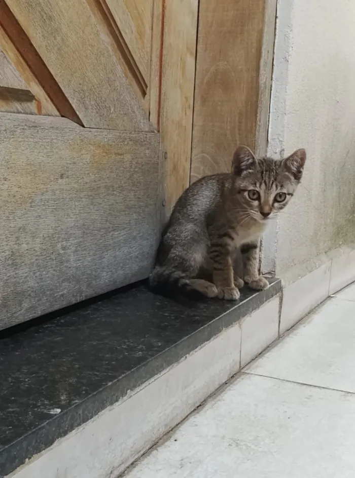 Gato raça SRD-ViraLata idade 2 a 6 meses nome Pantufa