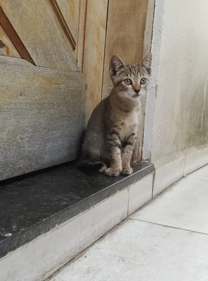 Gato raça SRD-ViraLata idade 2 a 6 meses nome Pantufa