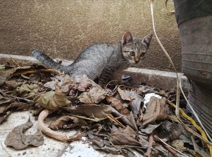 Gato raça SRD-ViraLata idade 2 a 6 meses nome Pantufa