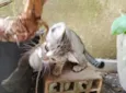 Pantufa