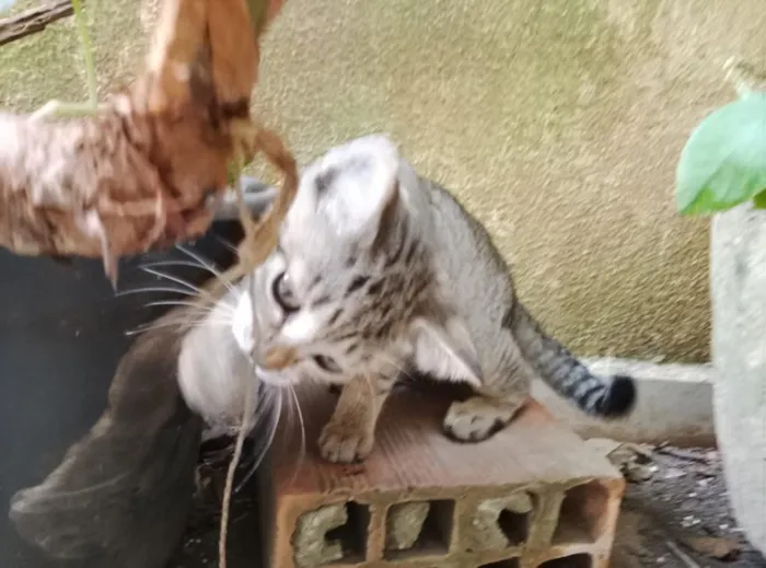 Gato raça SRD-ViraLata idade 2 a 6 meses nome Pantufa