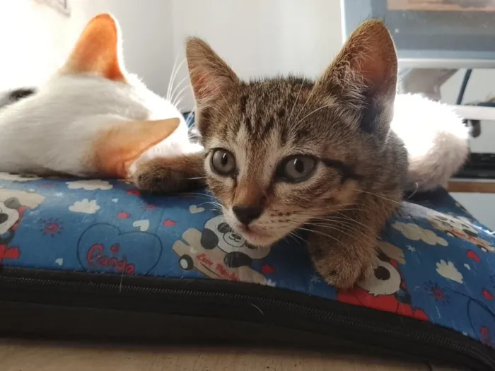 Gato raça SRD-ViraLata idade 2 a 6 meses nome Pantufa