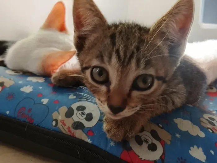 Gato raça SRD-ViraLata idade 2 a 6 meses nome Pantufa