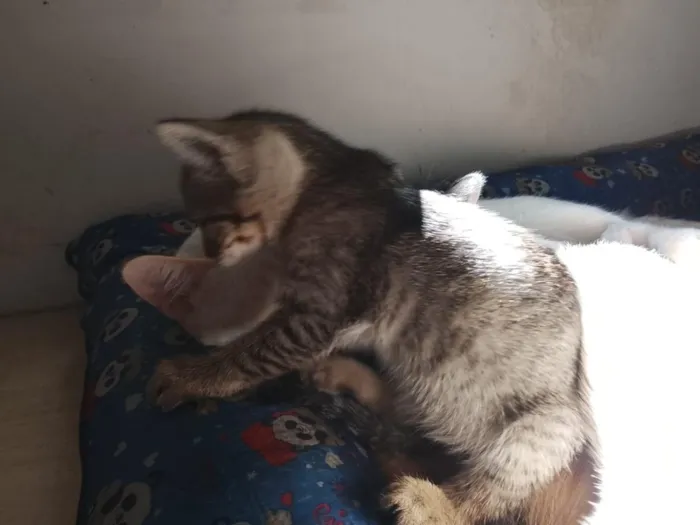 Gato raça SRD-ViraLata idade 2 a 6 meses nome Pantufa