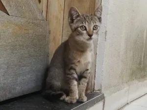 Gato raça SRD-ViraLata idade 2 a 6 meses nome Pantufa