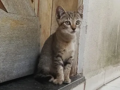 Gato raça SRD-ViraLata idade 2 a 6 meses nome Pantufa