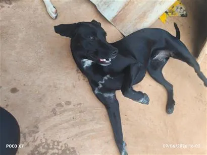 Cachorro raça SRD-ViraLata idade 7 a 11 meses nome Maya 