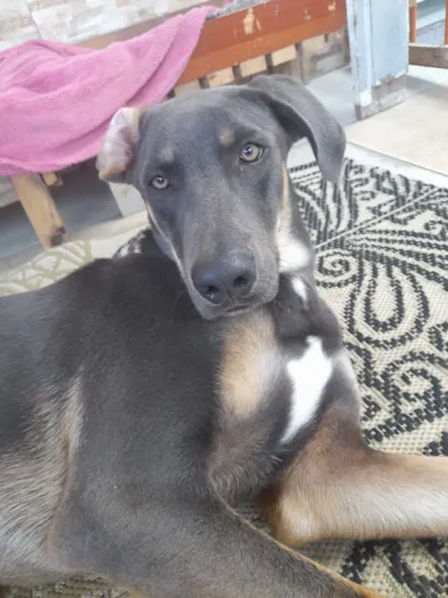 Cachorro raça SRD-ViraLata idade 1 ano nome veludo
