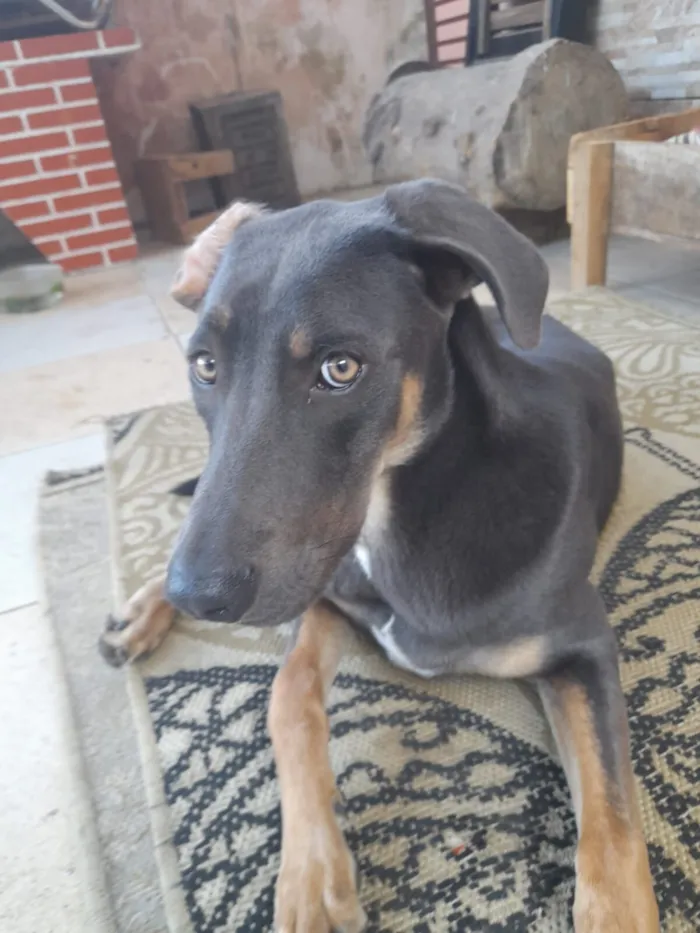 Cachorro raça SRD-ViraLata idade 1 ano nome veludo