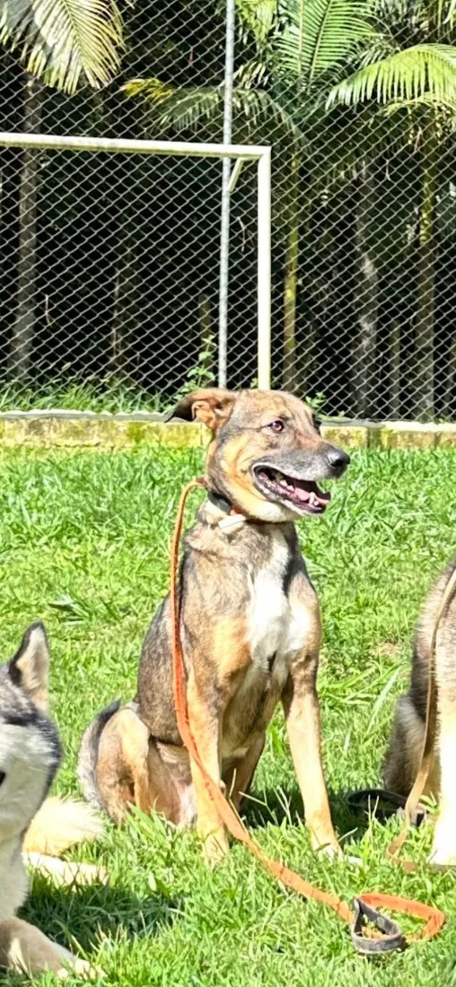 Cachorro raça SRD-ViraLata idade 2 anos nome Billy