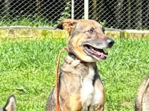 Cachorro raça SRD-ViraLata idade 2 anos nome Billy