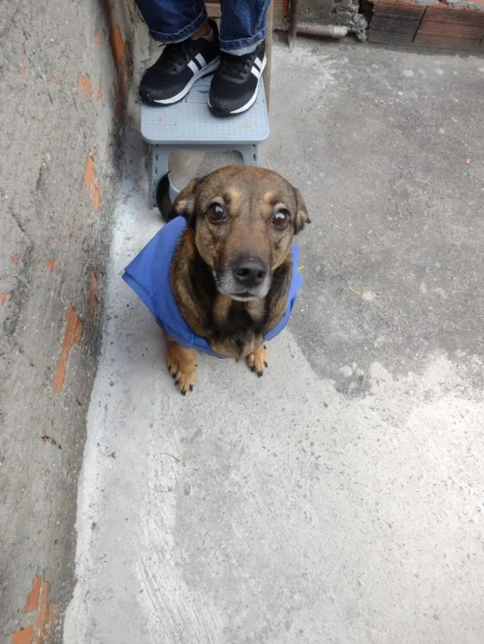 Cachorro raça SRD-ViraLata idade 5 anos nome Flora