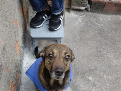 Cachorro raça SRD-ViraLata idade 5 anos nome Flora