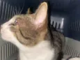 Caju