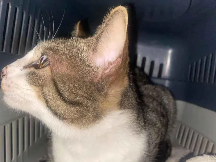 Gato raça SRD-ViraLata idade 2 anos nome Caju