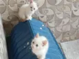 mia e mel