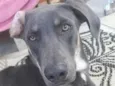 veludo