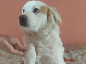 Cachorro raça SRD-ViraLata idade 6 ou mais anos nome Branquinha